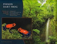 page 1 of poison dart frog chapter